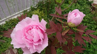 DSC_1505.JPG
