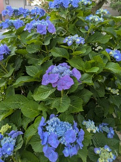 PXL_20250611_212353247.jpg